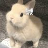 cha.chou69