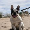 willydafrench