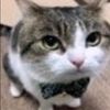 gatosaurioparatd