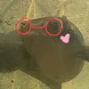 channaphc