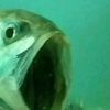 mariolikesfish