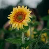 kiwi33128