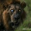 safi.king4025