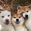 funny.pets.680