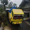 pinus_race