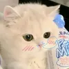 cua_nghe.nhac