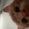 mykittyuh