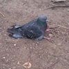 pigeon101210