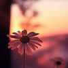 aliyev._0424