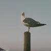 iluvhoralky