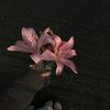 ariii_0096