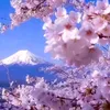 🇯🇵富士山さくら