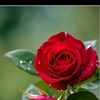 user953520919