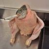 el.pollo.pana