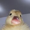 ten_evelyn_twelve.priv