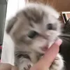 anhtbu