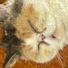 daisycat499