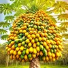 ban.mai.xanh22
