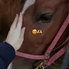 hind_hind_o