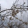 amna.alkhlef