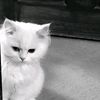 _iqslovputt_