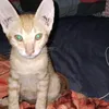 eiramqx