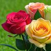 antal.hayaat.haad8