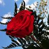 mariam.al794