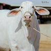 cow.lover549