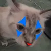 razedopl