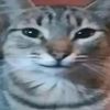 chillestcatoat