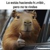 roy2028342837