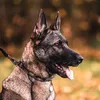 shepherd.pack