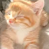 ikonaa