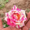 lb_jardineria