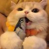 funnypet596