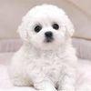 happypet332