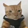 sanzzmlbb6