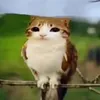 sofiayxi1te