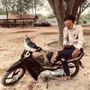 pheangi