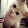 mwikaay