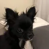 chicoeeu
