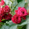 md.sahin.sorker4