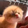 khonggbiettgihett
