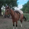 santiagoperez9234
