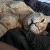 sillypancake1