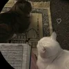 a__66j2