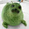 Silly Seal ✓