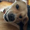 littlewhitedog02