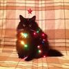 HO HO HO HO🧑‍🎄🎄
